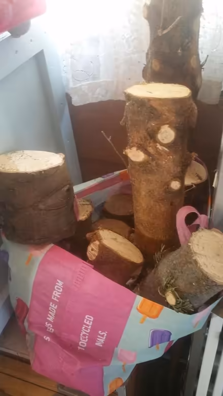 Photo of free Trunks from Xmas trees (Parson cross S5) #1