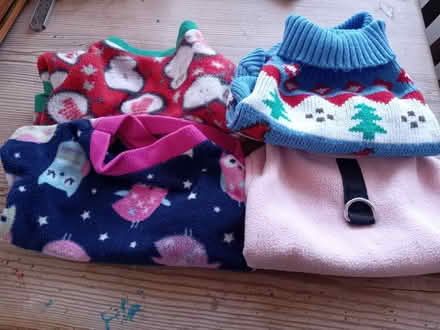 Photo of free Dog jumpers (Buriton GU31) #1