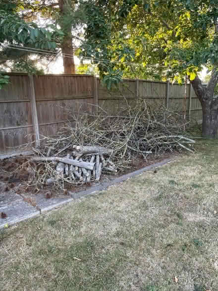 Photo of free Apple wood/firewood (IP26) #1