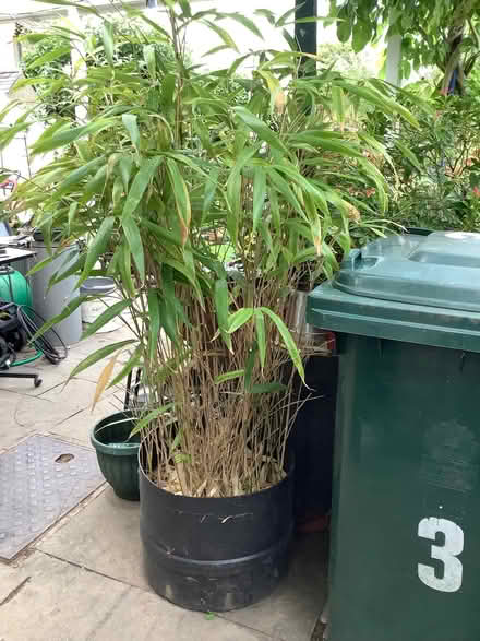 Photo of free Bamboo (Caton LA2) #1