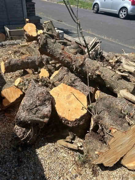Photo of free Logs (Waterlooville PO7) #1