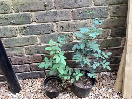 Photo of free Rosa glauca plants (Surrenden BN1) #1