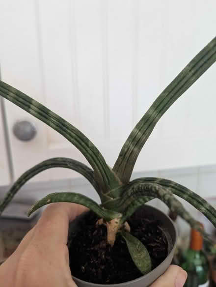 Photo of free Some sort of snake plant in good health (Shippon OX13) #2