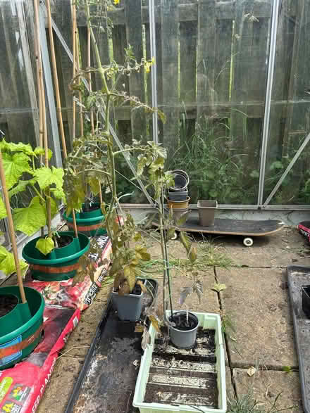 Photo of free 2 Tomato Plants for Greenhouse (Denholme BD13) #1