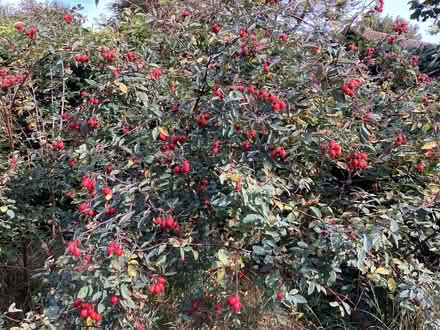 Photo of free Rosa glauca plants (Surrenden BN1) #3