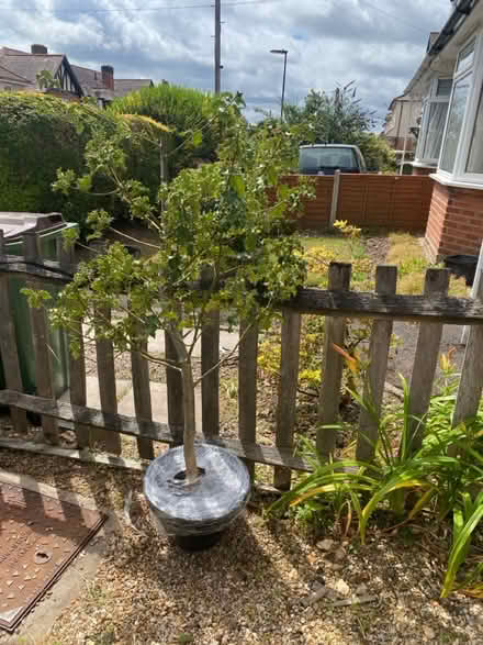 Photo of free Holly bush/tree (Coxford SO16) #1
