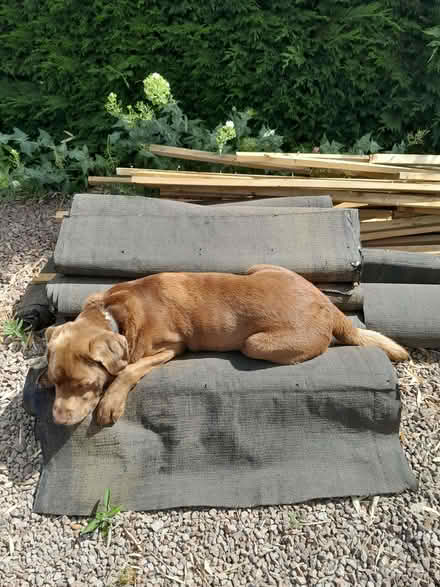 Photo of free Used Timber and Roof materials (Knights Green GL18) #4