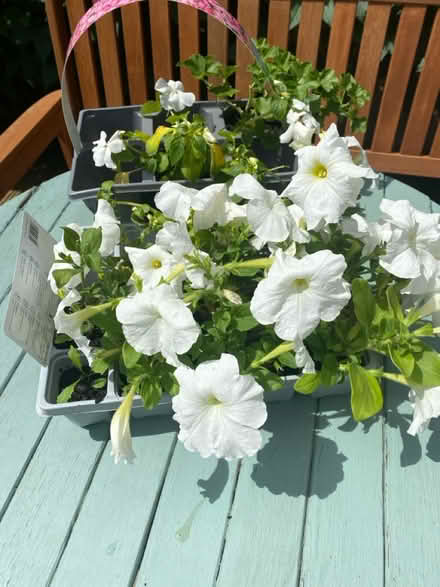 Photo of free Petunias -Busylizzy (BA11) #1