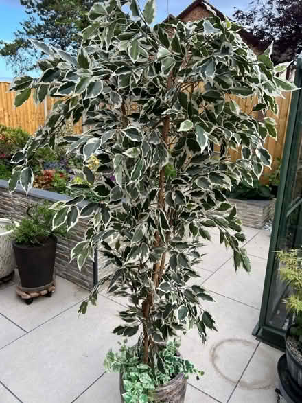 Photo of free Variegated ficus artificial (Westbrook WA5) #1