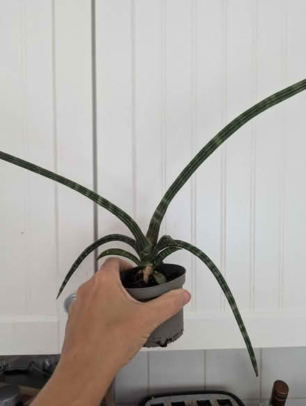 Photo of free Some sort of snake plant in good health (Shippon OX13) #1