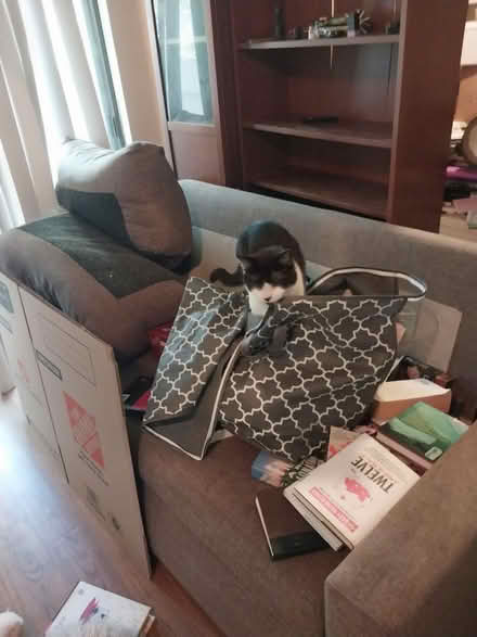 Photo of free Desk, table, coffee table, couch (78730) #2