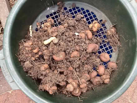 Photo of free Crocosmia corms (Morley LS27) #1