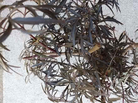 Photo of free Elder plant cuttings (Hockley Port B18) #3