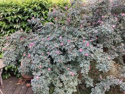 Photo of free Rosa glauca plants (Surrenden BN1) #2