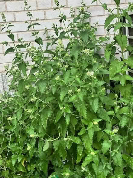 Photo of free Fresh Catnip stalks (Finch and Senlac) #1