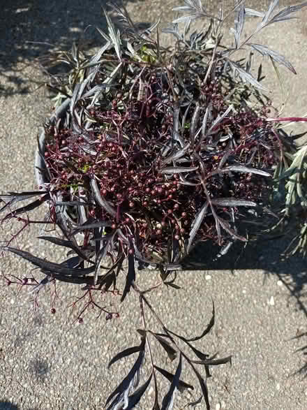 Photo of free Elder plant cuttings (Hockley Port B18) #4