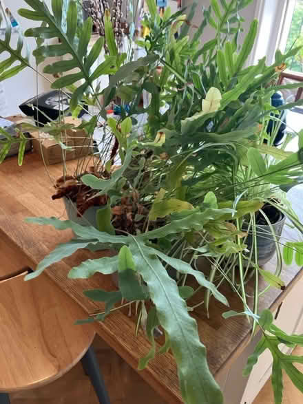 Photo of free House plants (BN3) #1