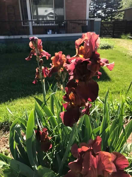 Photo of free Irises (North Boulder) #1