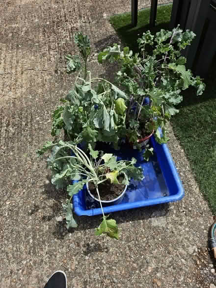 Photo of free Purple sprouting broccoli and kalette plants (Amersham Common HP7) #1