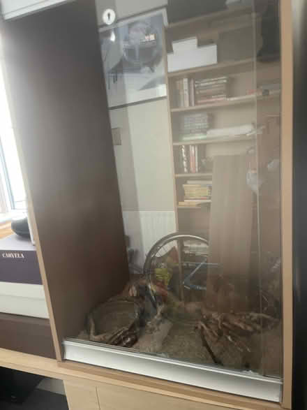 Photo of free Snake tank (Skerries) #4