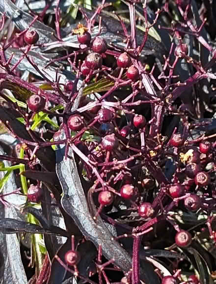 Photo of free Elder plant cuttings (Hockley Port B18) #1