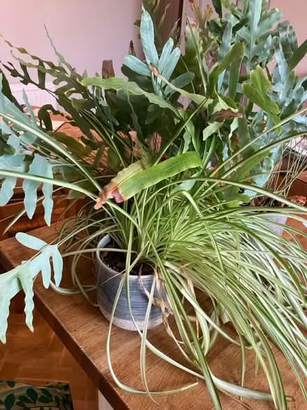 Photo of free House plants (BN3) #2