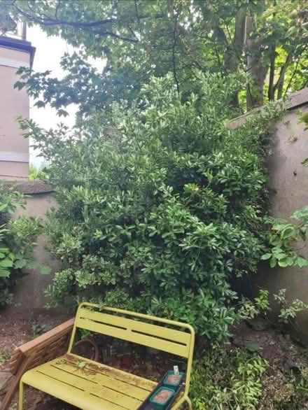 Photo of free Large Bush (BN1) #1