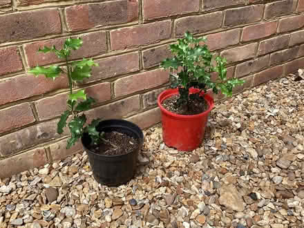 Photo of free Two holly bush saplings (Surrenden BN1) #1