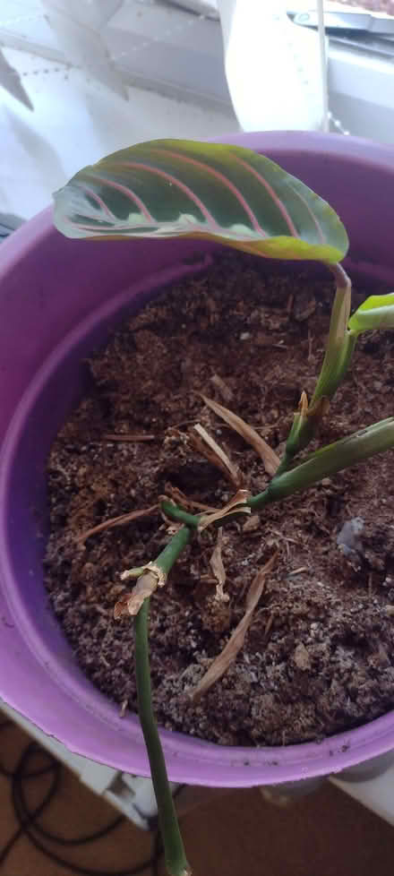 Photo of free Calathea (in need of expertise) (Sherrard's Green WR14) #1