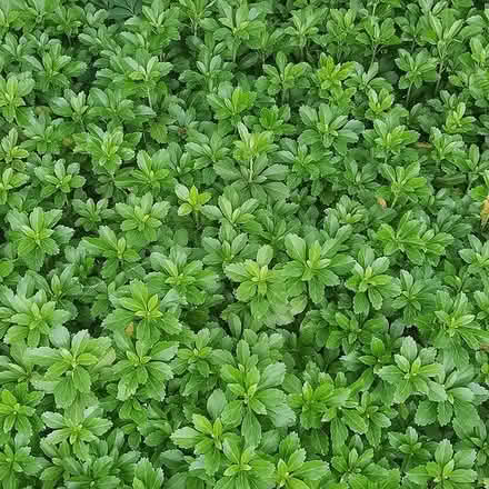 Photo of Pachysandra cuttings (Toronto Bathurst and Eglinton) #1
