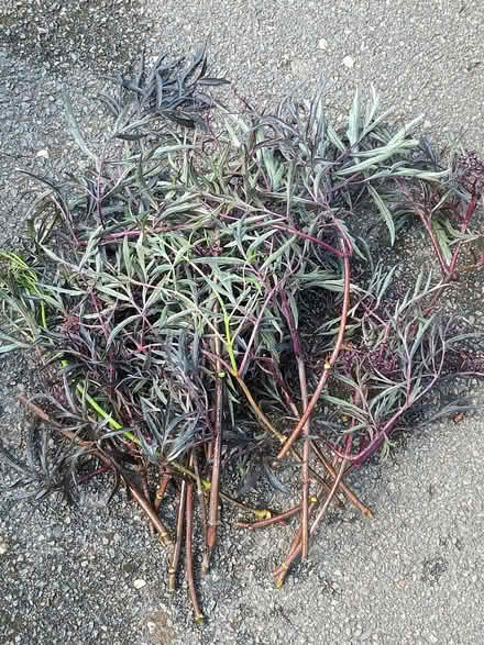 Photo of free Elder plant cuttings (Hockley Port B18) #2