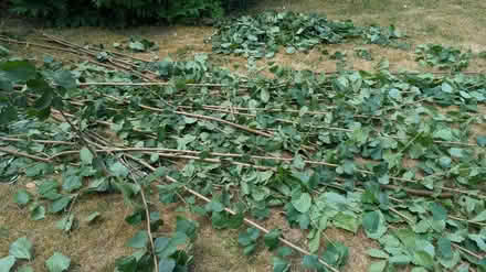 Photo of free Hazel (RG24 Old Basing) #2