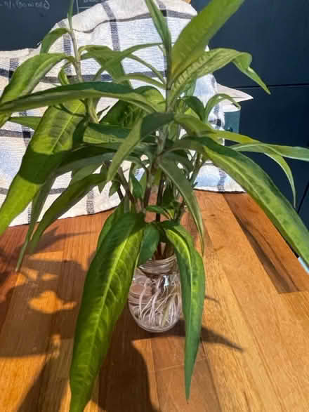 Photo of free Rooting Vietnamese coriander (Hampton Vale, Peterborough) #1