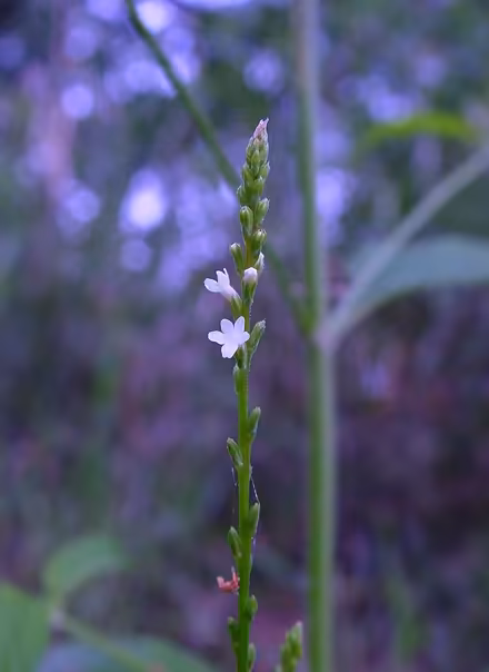 Photo of free White Vervain (Verbena urticifolia) (Duren Ave) #1