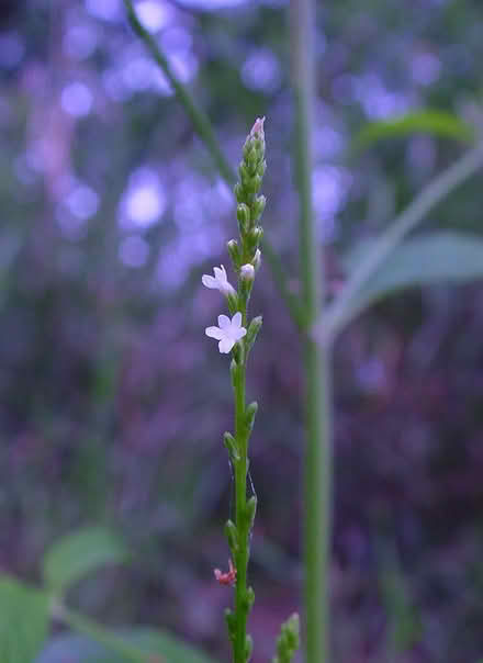 Photo of free White Vervain (Verbena urticifolia) (Duren Ave) #1
