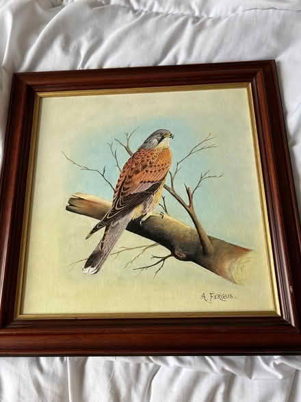 Photo of free Framed Picture of a Bird (Chalford Hill GL6) #1