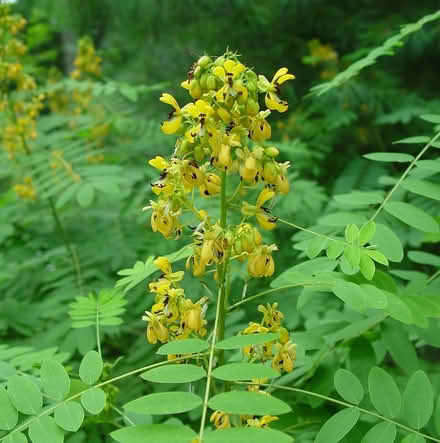 Photo of Wild Senna (Duren Ave) #1