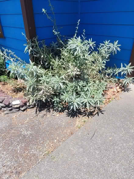 Photo of free Large White Sage (Dena Dr. McKinleyville) #1