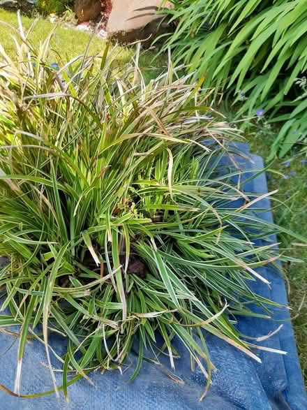 Photo of free Ornamental grass (St. Albans) #1