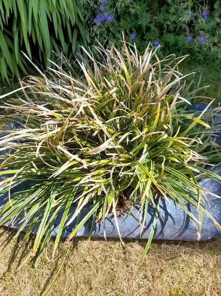 Photo of free Ornamental grass (St. Albans) #2