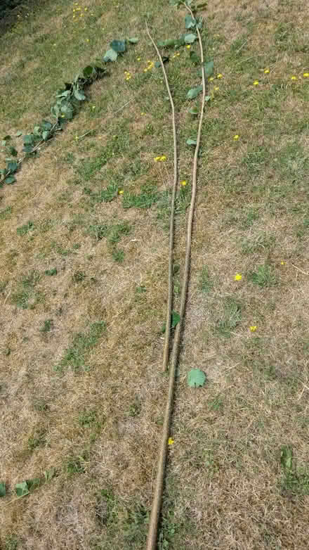 Photo of free Hazel (RG24 Old Basing) #1