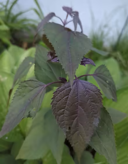 Photo of free White Snakeroot (purple/green) (Duren Ave) #1