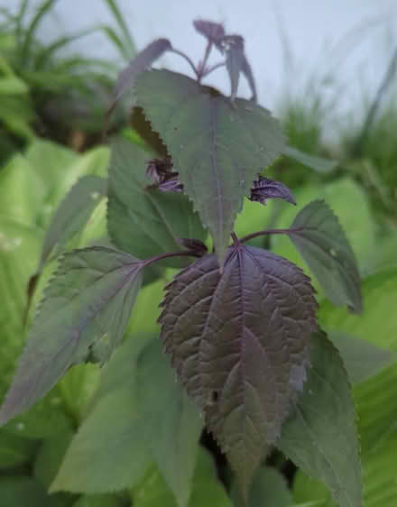 Photo of free White Snakeroot (purple/green) (Duren Ave) #1