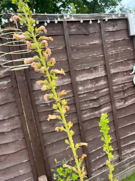Photo of free Foxglove seeds (Tyseley B11) #2