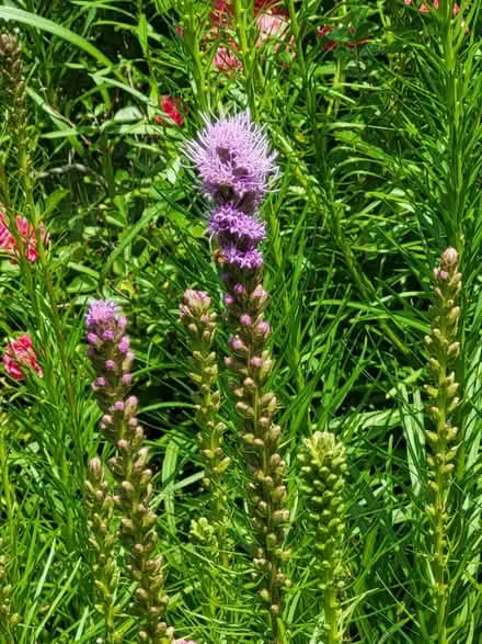 Photo of free Baby Boom - perennials (48033) #1