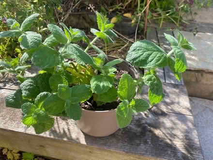 Photo of free Apple Mint plant (Cropston LE7) #1