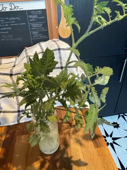 Photo of free Rooting salad tomato plants (Hampton Vale, Peterborough) #1