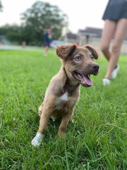 Photo of free Aussie mix (North Dayton, Texas) #3