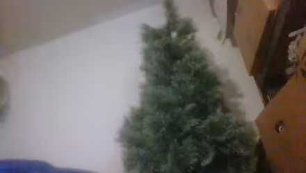 Photo of free 4 feet christmas tree (BA2) #4