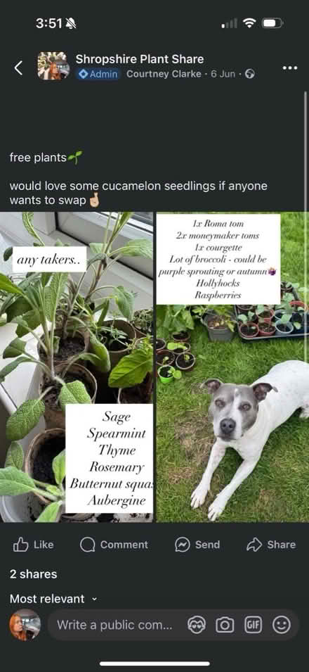 Photo of free plants (Grafton, Shrewsbury) #1